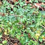 Rubus nemoralis Habitus