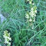 Pedicularis ascendens Other