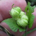 Dalechampia scandens Muu