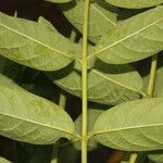 Aegiphila mollis Yaprak