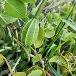 Capparis cartilaginea Fruit