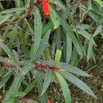 Seemannia sylvatica Hoja