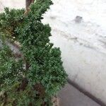 Juniperus procumbens Yaprak