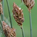 Carex stenophylla Fruto