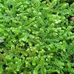 Selaginella kraussiana 形态