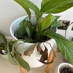 Spathiphyllum floribundum Lapas