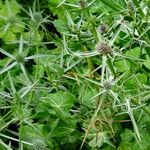 Eryngium variifolium