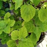 Plectranthus fruticosus Blatt