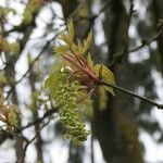 Acer macrophyllum 花