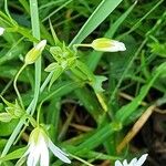 Stellaria palustris Hábitos