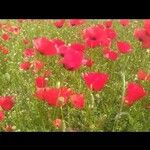 Papaver rhoeasBlomst