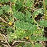 Chamaecrista fallacina Leaf