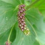 Lantana trifolia Fruit