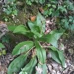 Cynoglossum virginianum Hostoa