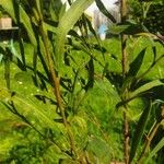 Acacia retinodes Kabuk