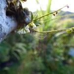 Angraecum microphyton Kvet