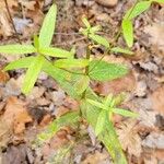 Hypericum punctatum List