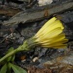 Hieracium glaucum Annet