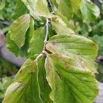 Parrotia subaequalis Hoja