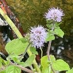 Mentha aquaticaFlower