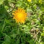 Crepis aurea Leaf