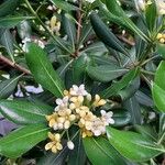 Pittosporum tobiraΛουλούδι