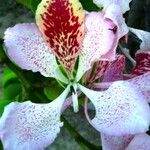 Bauhinia monandra Цвят