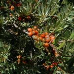 Hippophae tibetana عادت