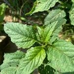 Solanum physalifolium Liść