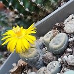 Lithops pseudotruncatellaLeaf