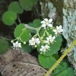 Saxifraga hirsuta Flor