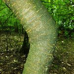 Prunus avium Bark