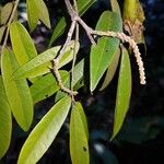 Paramachaerium gruberi Leaf