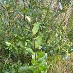 Salix phylicifolia Blatt