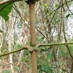 Anthocleista schweinfurthii फल
