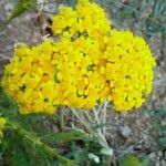 Achillea filipendulinaFlower