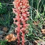 Orobanche lutea Habitus