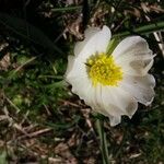 Ranunculus kuepferi Flower