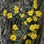 Alyssum alpestre Yeri