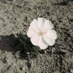 Oenothera albicaulis Çiçek