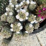 Mammillaria zeilmanniana خشب