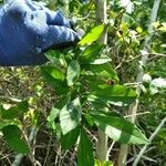 Ilex decidua Blatt