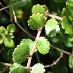 Betula nana Leaf