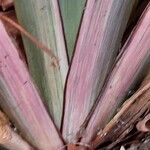 Phormium tenax Levél