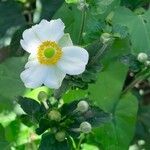 Anemone hupehensis Blüte