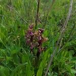 Anacamptis collina Habitus