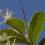 Myodocarpus fraxinifolius Fruto