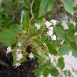 Ageratina ligustrina Blüte