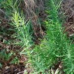 Polygonatum verticillatum 形態