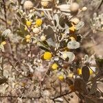 Acacia notabilis Flower